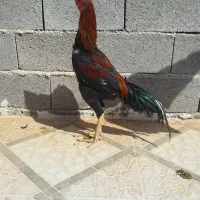 جوجه خروس و مرغ لاری|حیوانات مزرعه|داراب, |دیوار