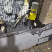 عروس لیتینو وابلق|پرنده|تهران, پرستار|دیوار