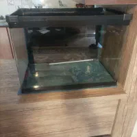 آکواریوم شرکتی|ماهی|مشهد, شاهد (شهرک غرب)|دیوار