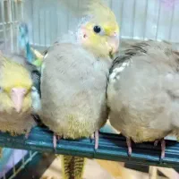 عروس هلندی ۵۰۰تومن|پرنده|قم, آزادگان|دیوار