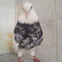 کبوتر گم شده