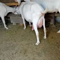 بزسانن اصل فرانسوی