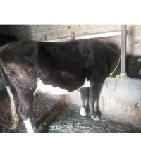 ۴عددگاو|حیوانات مزرعه|ایلخچی, |دیوار