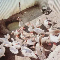 غاز واردک محلی فروش فوری|حیوانات مزرعه|اردبیل, |دیوار