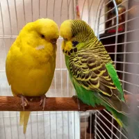 مرغ عشق انگلیسی جفت مولد کار داده