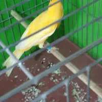 قناری نروماده