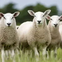 قصاب|خدمات پیشه و مهارت|زابل, |دیوار