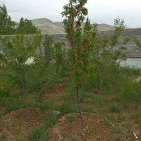 فروش یک باب خانه ویلا