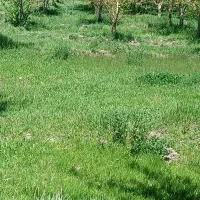 علف باغ.روستای عیش اباد.  فروشی
