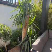 دو عدد گیاه چندبن ساله