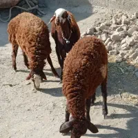 فروش 3عدد بره یک ساله دوتا شک یک نر
