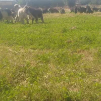 بزغاله|حیوانات مزرعه|صمصامی, |دیوار