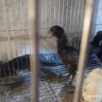 جوجه مرغ و خروس لاری