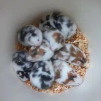 همستر نژادپشمالودست اموز رام|موش و خرگوش|رشت, استقامت ۲|دیوار