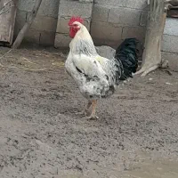 خروس جوان و زیبا