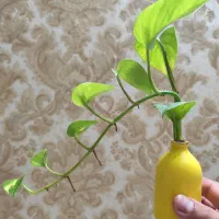 پتوس فرانسوی گل ارزون و جذاب واسه میز کارت|گل و گیاه طبیعی|آمل, |دیوار