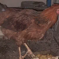 خروس