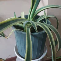 گلهای طبیعی