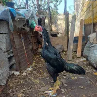 خروس لاری اوشامو.