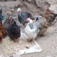 ۱۱ تا مرغ و سه تا خروس