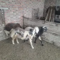 ۴ عدد گوسفند فروشی