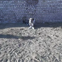 سگ گله|سگ|تربتحیدریه, رباط سفلی|دیوار