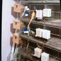 قفس ۱۰ خان چرخ دار  سینی فلزی فضله گیر