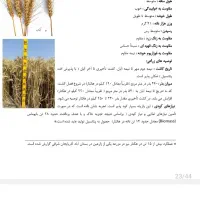 فروش بذرگندم اکلید از بذر مادریی گرفته اماده کاشت|عمدهفروشی|خزل, |دیوار