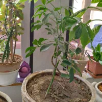 گل آپارتمانی|گل و گیاه طبیعی|بروجن, |دیوار