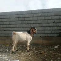 بز نر چاق|حیوانات مزرعه|گمیشان, |دیوار