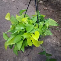 گل در گلکده نازنین|گل و گیاه طبیعی|رودسر, |دیوار