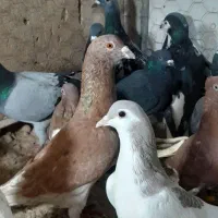 ۳۰تا کفتر بوم زدوخوردی تبعیدی