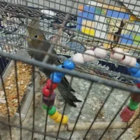 سه عدد عروس هلندی|پرنده|مشگین شهر, |دیوار