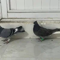 دم سفید و قره سبز آلمانی|پرنده|تربتحیدریه, کلاته توکلی|دیوار