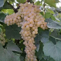 انگور درجه ۱  داربستی .بدون هیچ گونه سم و کود
