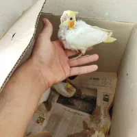 جوجه سرلاکی و مرغ عشق و لونه