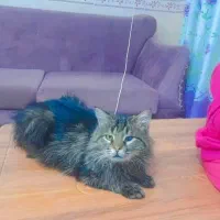 واگزاری گربه نر سیبرین باهوش|گربه|بیرجند, |دیوار