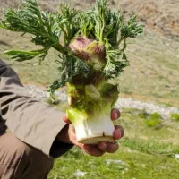 گیاه