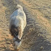کهره ماده چاق هم واسه کشتار عالیه هم داشتی