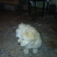 سگ خانگی|سگ|مسجد سلیمان, |دیوار