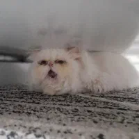 گربه پرشین نر