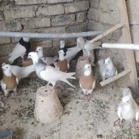 طوقی|پرنده|اصفهان, ناصرخسرو|دیوار