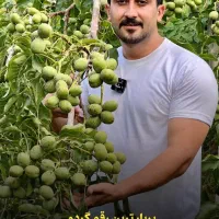 خرید نهال گردو ژنوتیپ تیپ 7 اصلاح شده