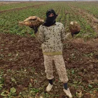 فروش چغندر قند جوین .به تمام استانها