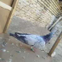 سار نر|پرنده|تربت‌حیدریه, حاجی یار‎|دیوار