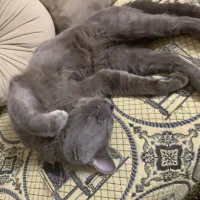 گربه خاکستری نژاد دار