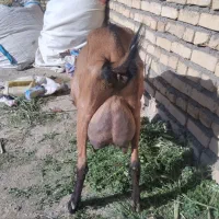 بز آلپاین اصل