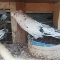 کبوتر هوایی|پرنده|شاهرود, |دیوار