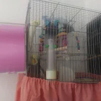 عروس هلندی سخنگو