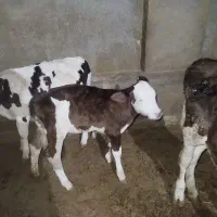 گوساله سیمنتال اصل